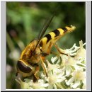 Syrphus ribesii - Grosse Schwebfliege hsk w02.jpg